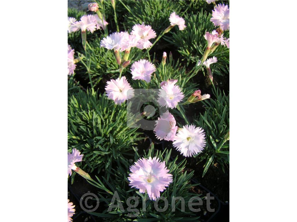 Binkoštni nagelj Dianthus gratianopolitanus 'Rubin'