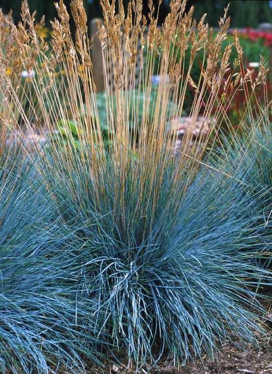 Sinjezelena bilnica Festuca glauca 'Elijah Blue'