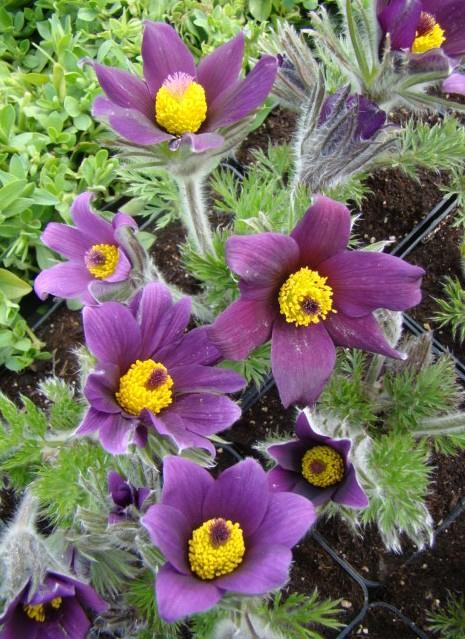 Velikonočnica Pulsatilla vulgaris 'Pinwheel White'