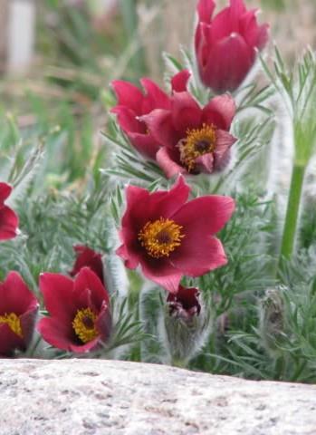 Velikonočnica Pulsatilla vulgaris 'Pinwheel White'