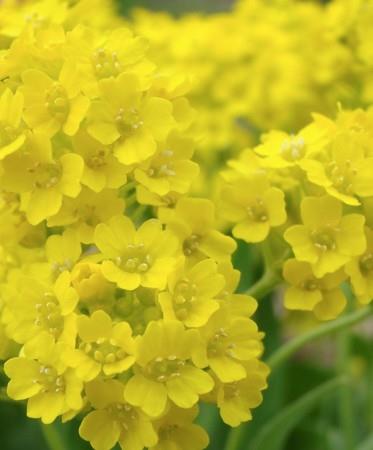 Skalna zlatenka Aurinia saxatilis 'Summit'