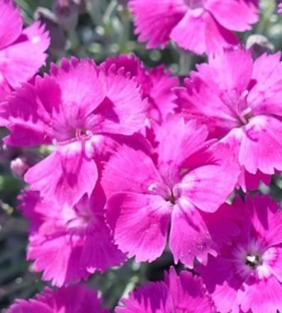 Nageljček Dianthus 'Whatfield Magenta'