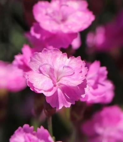 Nageljček Dianthus gratianopolitanus 'Pink Jewel'